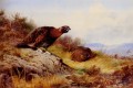 Red Grouse On The Moor Archibald Thorburn bird